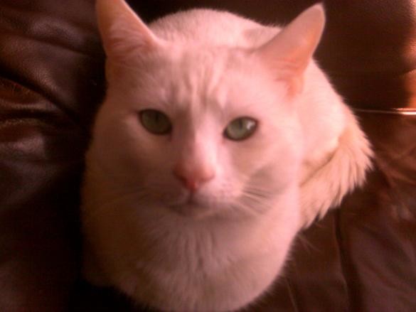 How Can I Stop My Cat From Peeing On My Leather Sofa Netmums